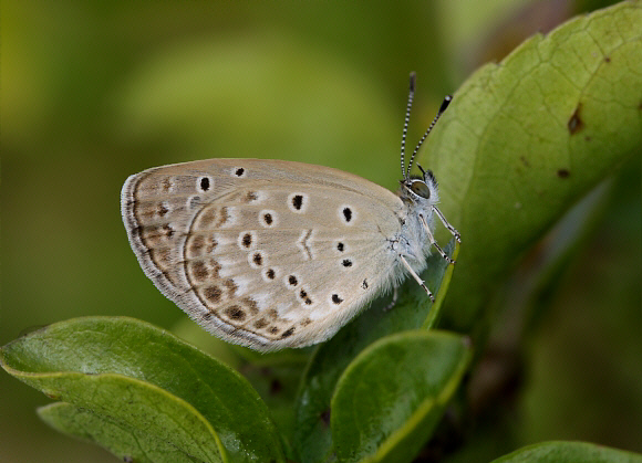 Pseudozizeeria maha Manas, Assam, India - Adrian Hoskins