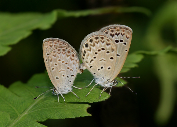 Pale Grass Blue