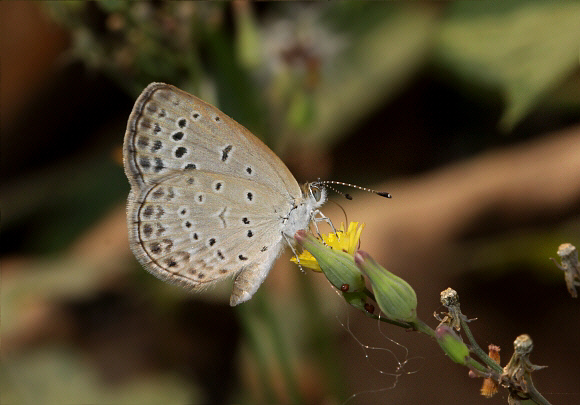 Pseudozizeeria maha Buxa, West Bengal, India - Adrian Hoskins