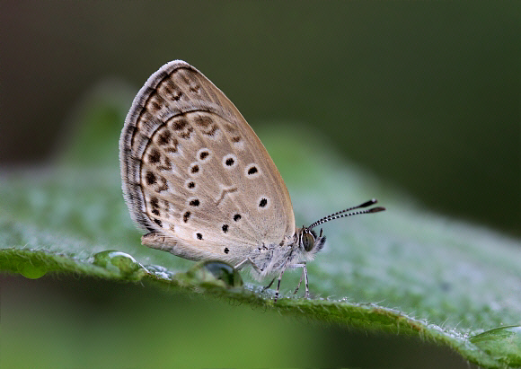 Pseudozizeeria maha Ultapani, Assam, India - Adrian Hoskins