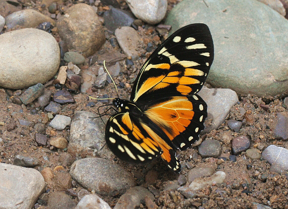 Pterourus zagreus, Satipo, Peru - Adrian Hoskins