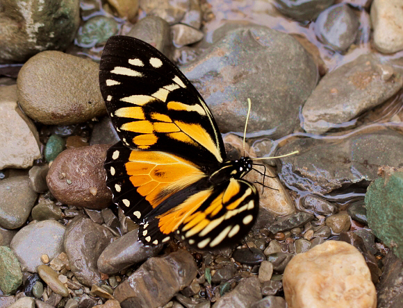 Pterourus zagreus, Satipo, Peru - Adrian Hoskins