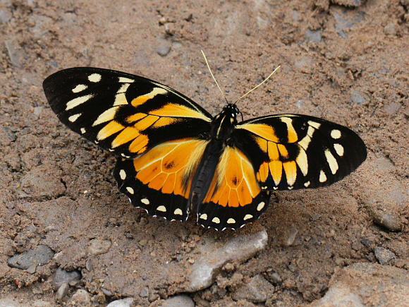 Pterourus zagreus, Satipo, Peru - Adrian Hoskins