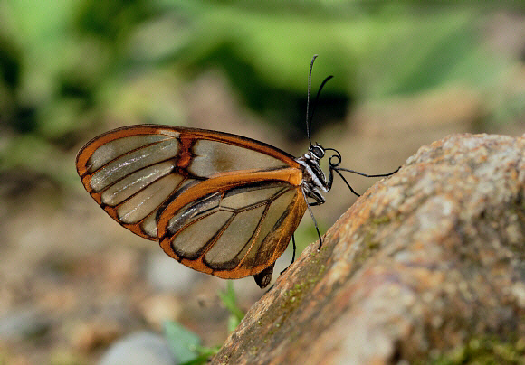 Golden-veined Glasswing