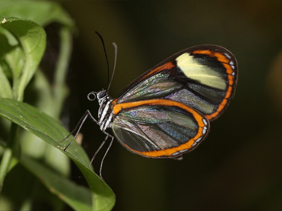 Sao Glasswing