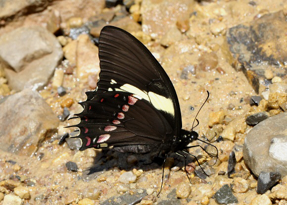 Pterourus menatius eurotas, Pauti, Junin, Peru - Adrian Hoskins