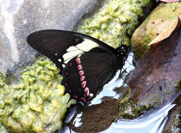 Crimson-spotted Swallowtail