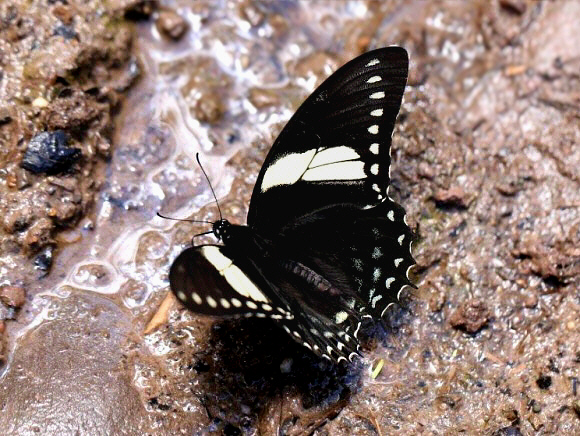 Pterourus menatius, Peru - Tony Hoare