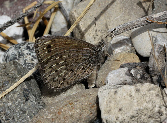 Punargentus lamna, ovipositing in crevice, La Oroya, 3650m, Peru by Adrian Hoskins