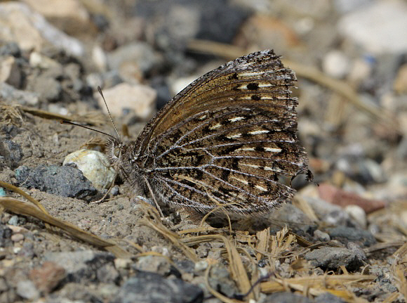 Punargentus lamna, excavating oviposition site, La Oroya, 3650m, Peru by Adrian Hoskins