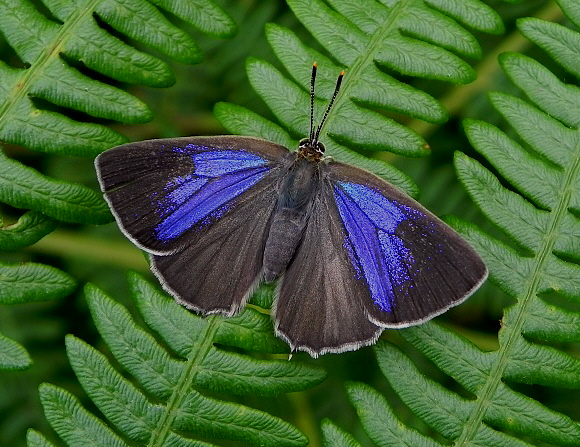 Purple%20Hairstreak%20(f)%20Rowland%20Wood %20NKemp001a - Learn Butterflies