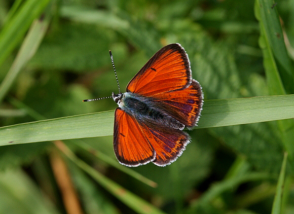 Purple-edged Copper