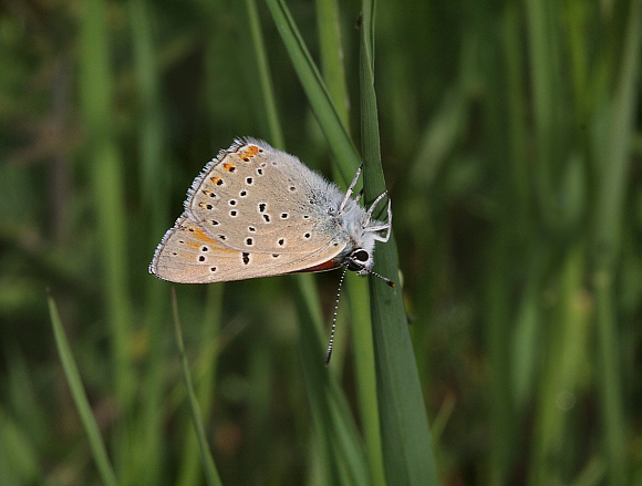 Purple edged%20Copper%20unsPBJ001a - Learn Butterflies