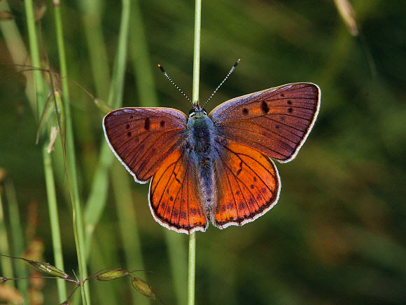 Purple-shot Copper