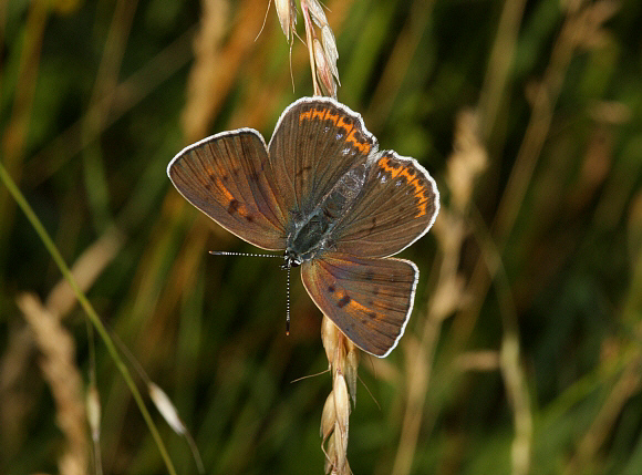 Purple shot%20Copper%20f%20PBJ%20Otacac%20001a - Learn Butterflies