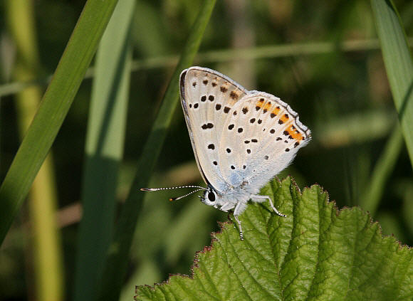 Purple shot%20Copper%20m%20UNS%20PBJ003a - Learn Butterflies