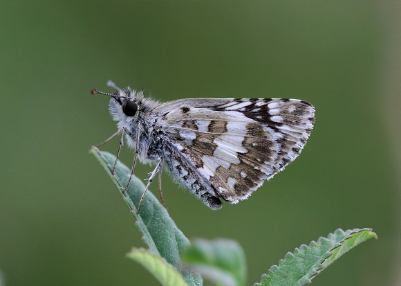 Colombian Chequered Skipper