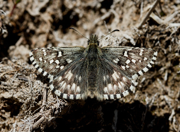 Northern Grizzled Skipper