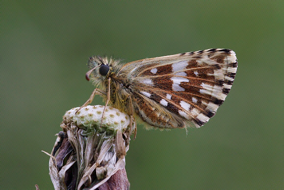 Pyrgus%20malvae%208737 001a - Learn Butterflies