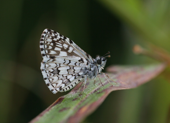 Pyrgus oileus, male – Adrian Hoskins