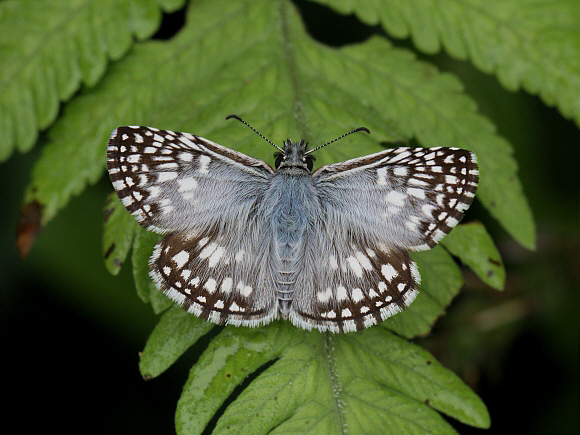 Pyrgus orcus, Tingo Maria, Peru - Adrian Hoskins