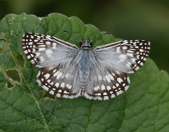 Tropical Checkered Skipper