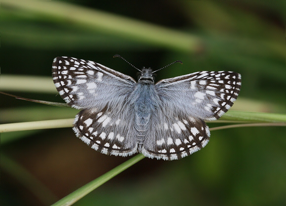 Pyrgus oileus, male – Adrian Hoskins