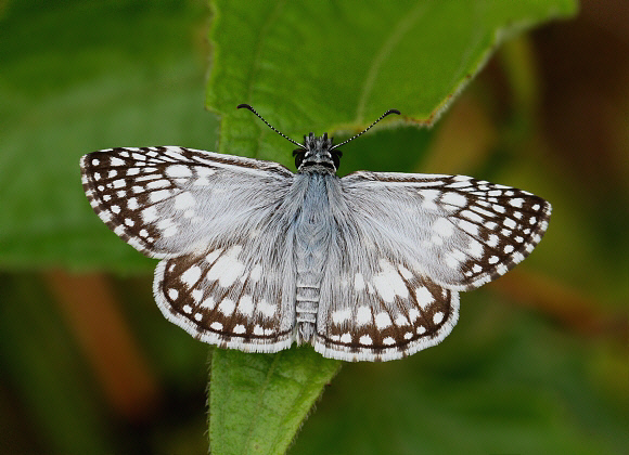 Orcus Chequered Skipper