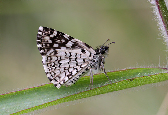 Pyrgus orcus, Tatama NP, Colombia - Adrian Hoskins