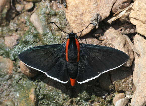 Pyrrhopyge papius, Satipo, Peru by Adrian Hoskins