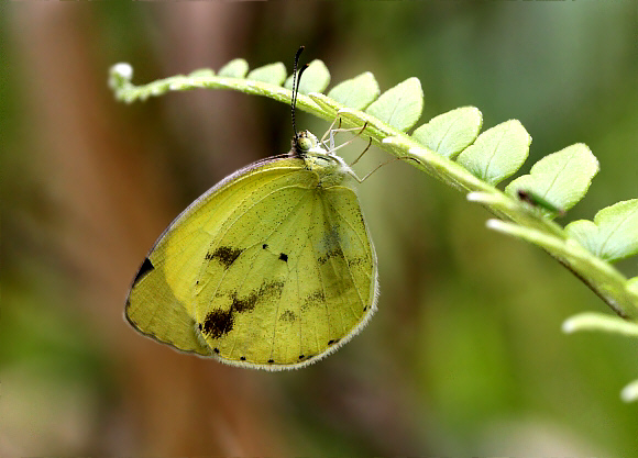 Mimosa Yellow