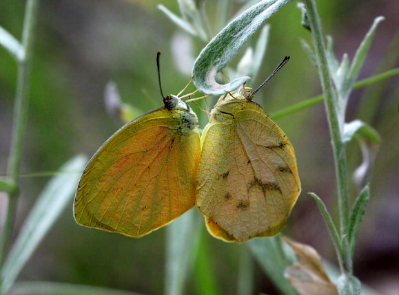 Tailed Orange