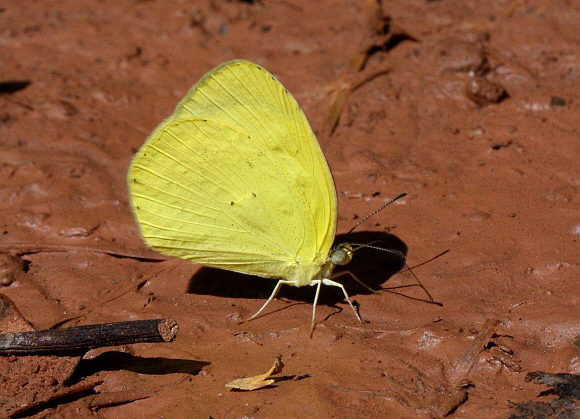 Pyrisitia venusta, male, Catarata Bayoz, Le Merced, Peru - Peter Bruce-Jones