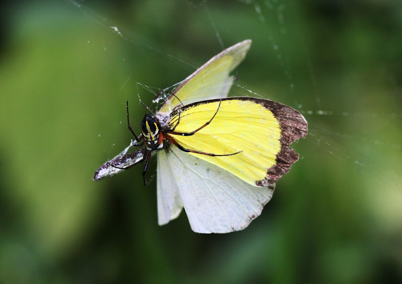 Venusta Grass Yellow