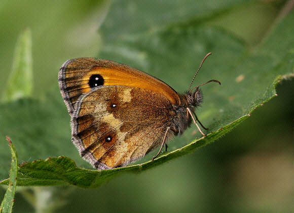 Pyronia%20tithonus%200193 002b - Learn Butterflies