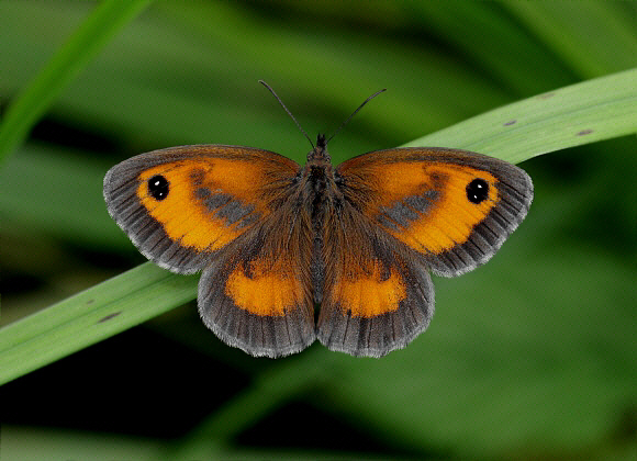 Pyronia%20tithonus%202811 001a - Learn Butterflies