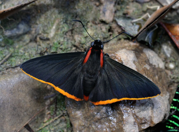 Pyrrhopyge hadassa, Satipo, Peru by Adrian Hoskins