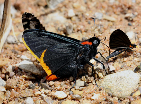 Pyrrhopyge hadassa, Pauti, Junin, Peru by Adrian Hoskins