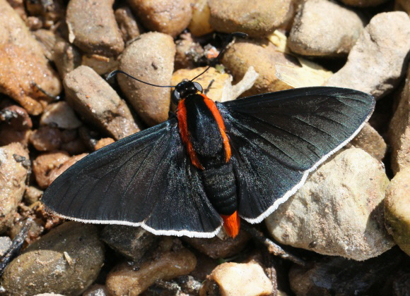 Shoulder-streaked Firetip