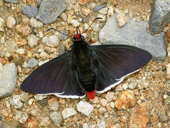 Pyrrhopyge sergius, Rio Kosnipata, Peru by Adrian Hoskins