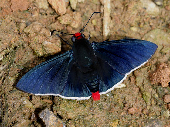 Pyrrhopyge phidias, Satipo, Peru by Adrian Hoskins