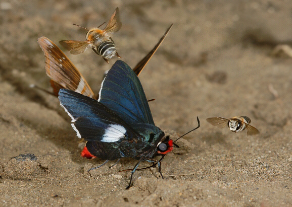 Pyrrhopyge phidias bixae ( and friends ! ), Rio Madre de Dios, Peru by Adrian Hoskins