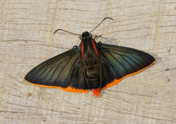 Pyrrhopyge telassa, Manu cloudforest, 1500m, Peru by Adrian Hoskins