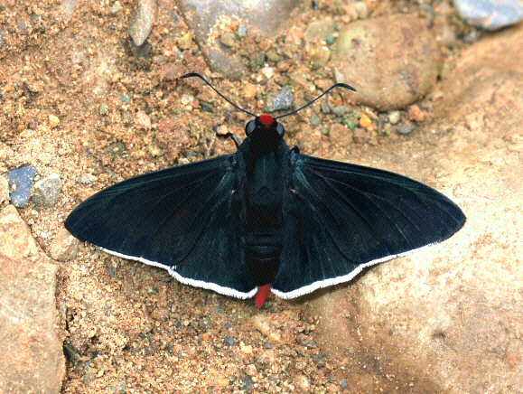 Pyrrhopyge thericles, Satipo, Peru by Adrian Hoskins