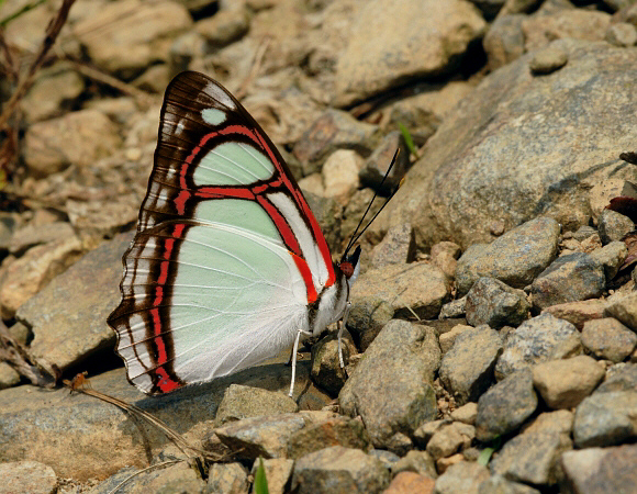 Pyrrhogyra edocla, Manu cloudforest, 900m, Madre de Dios, Peru – Adrian Hoskins