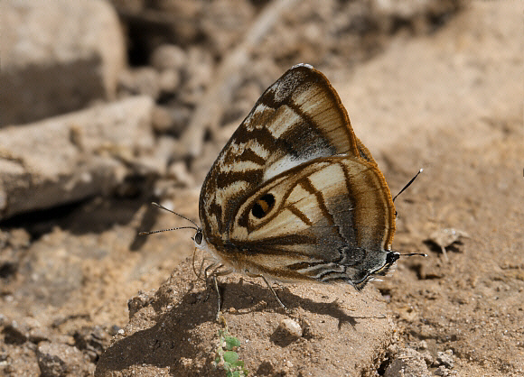 Tiger-eye Hairstreak