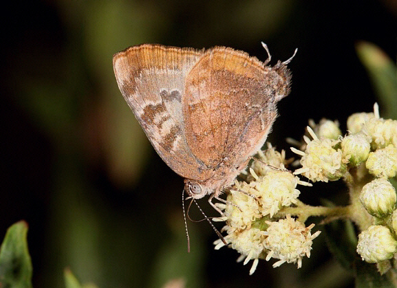 Gold-bordered Hairstreak