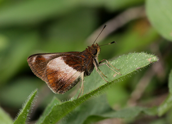 Two-tone Skipper