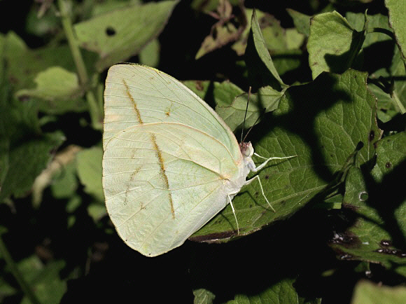 Straight-line Sulphur