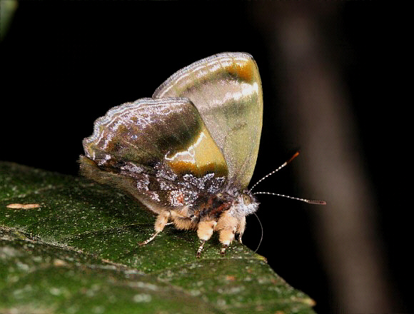 Johnson’s Problematic Hairstreak